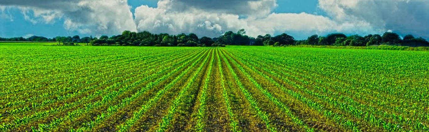 The aim of the SNAU is to promote and safeguard the interest of farmers in Swaziland by linking farmers with stakeholders, facilitating a favorable environment for production, access to land, water, markets, research and technology for improvement of their livelihoods.